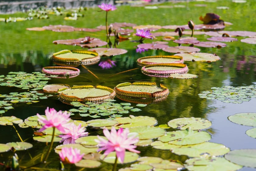 Ogród Botaniczny UWr