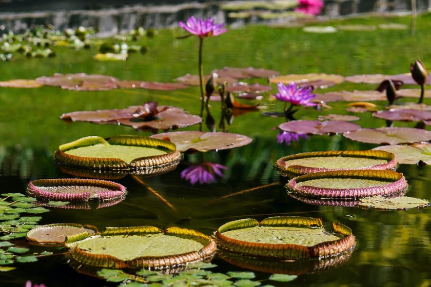Ogród Botaniczny UWr