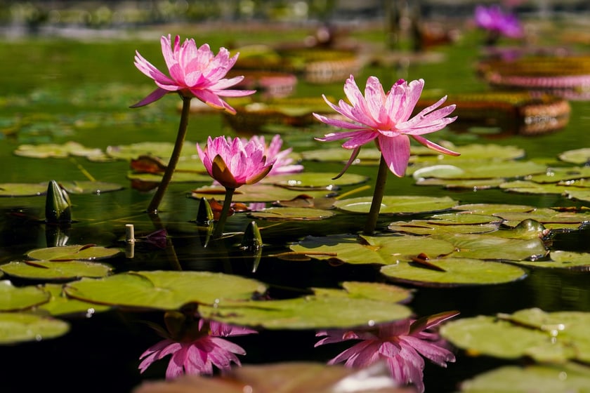 Ogród Botaniczny UWr