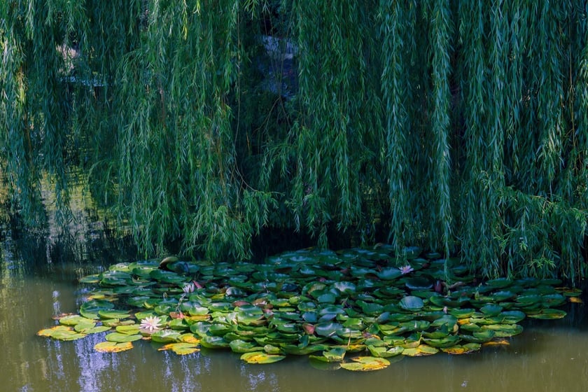 Ogród Botaniczny UWr