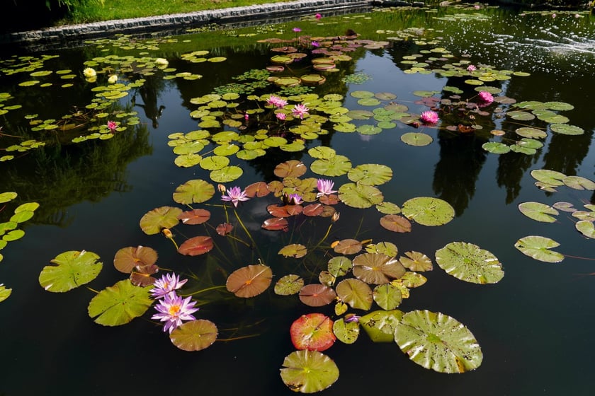 Ogród Botaniczny UWr