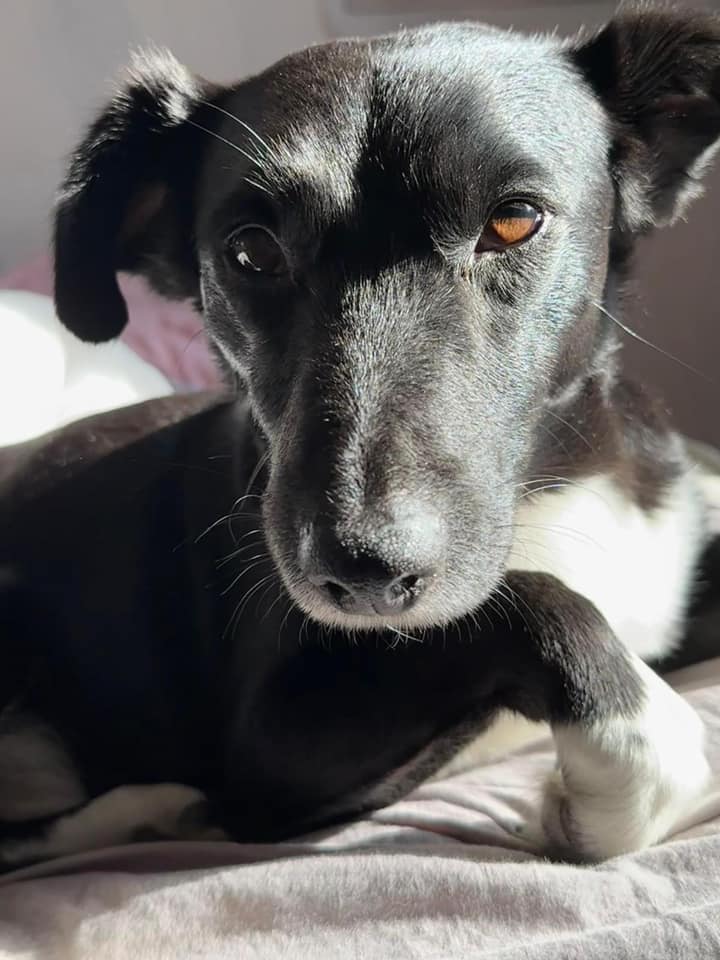Oreo
