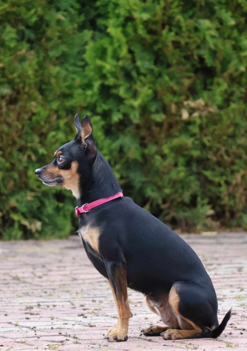 Ritka