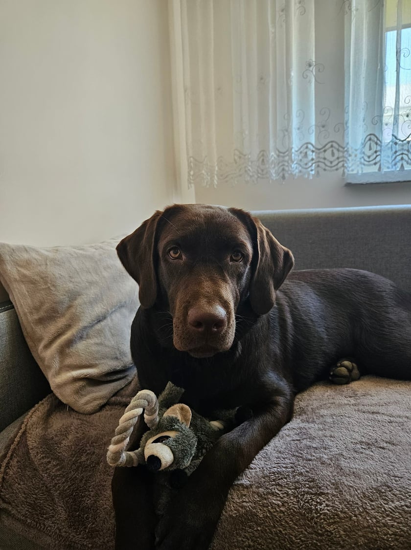 Zeus