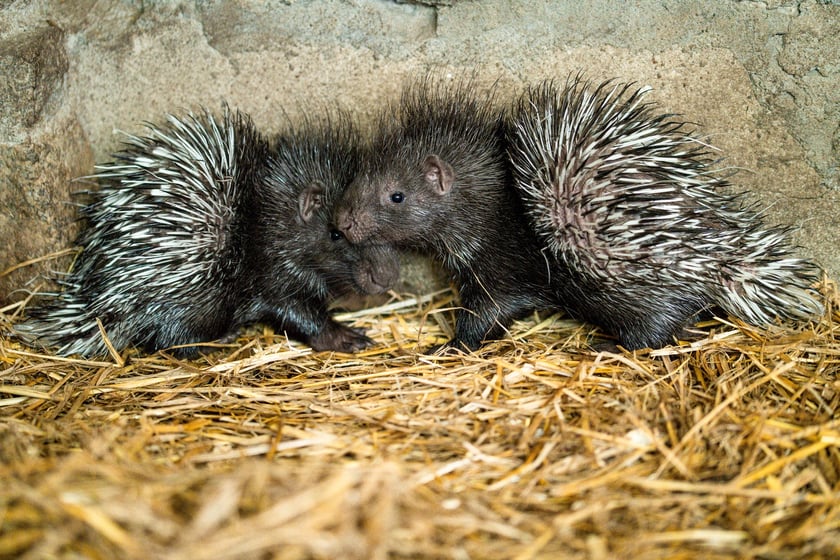 Jeżozwierze indyjskie z wrocławskiego zoo