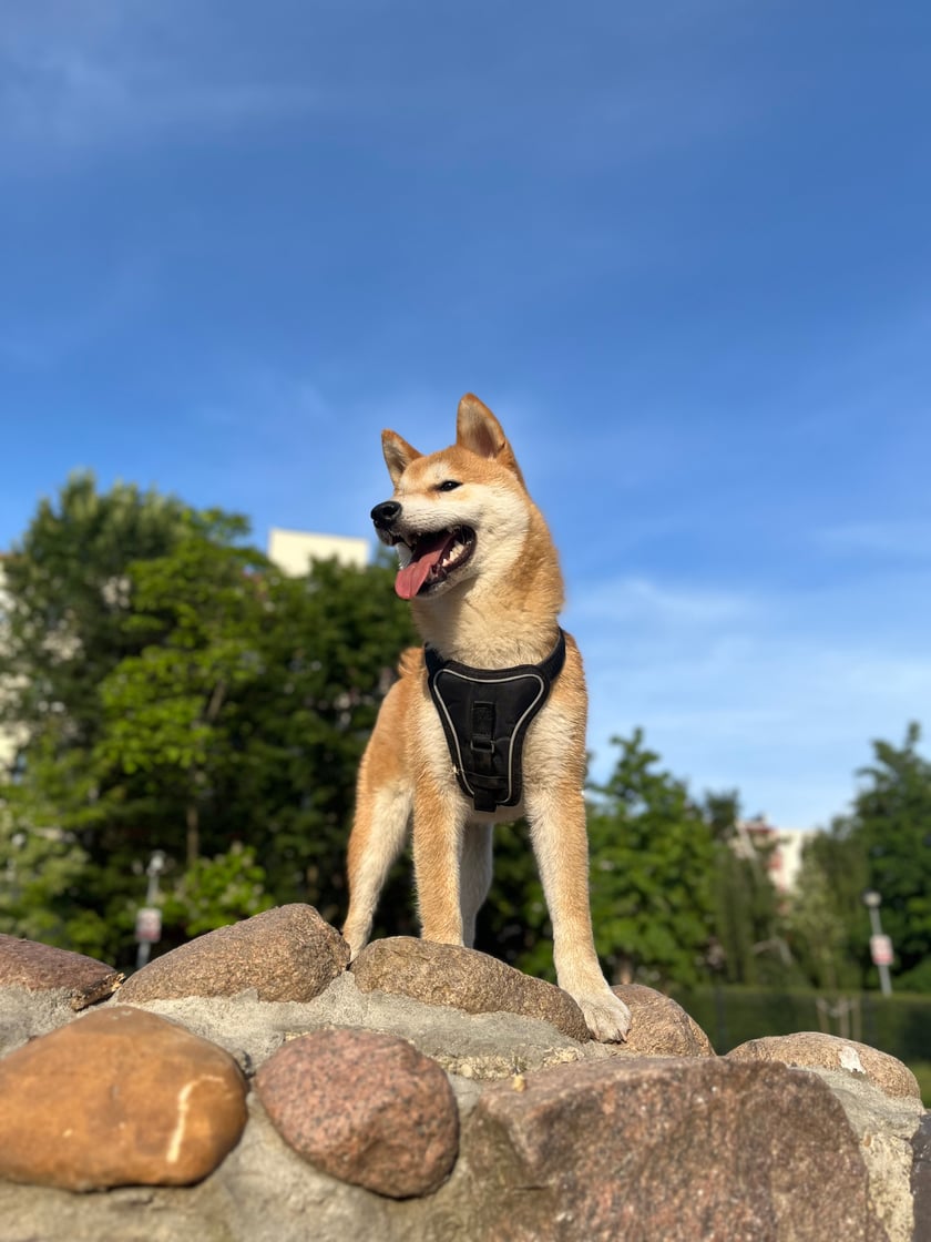 Biszkopt, razy Shiba Inu , 9 miesięcy. Energiczny i ciekawy świata memiczny pieseł 