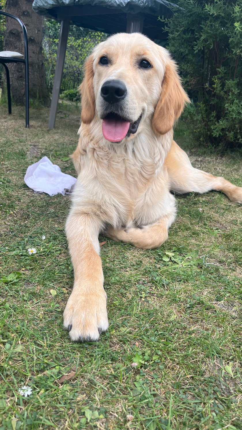 Turbo jest 10-miesięcznym, wesołym i psotliwym Golden retrieverem. Uwielbia spacery oraz zabawy w wodzie.