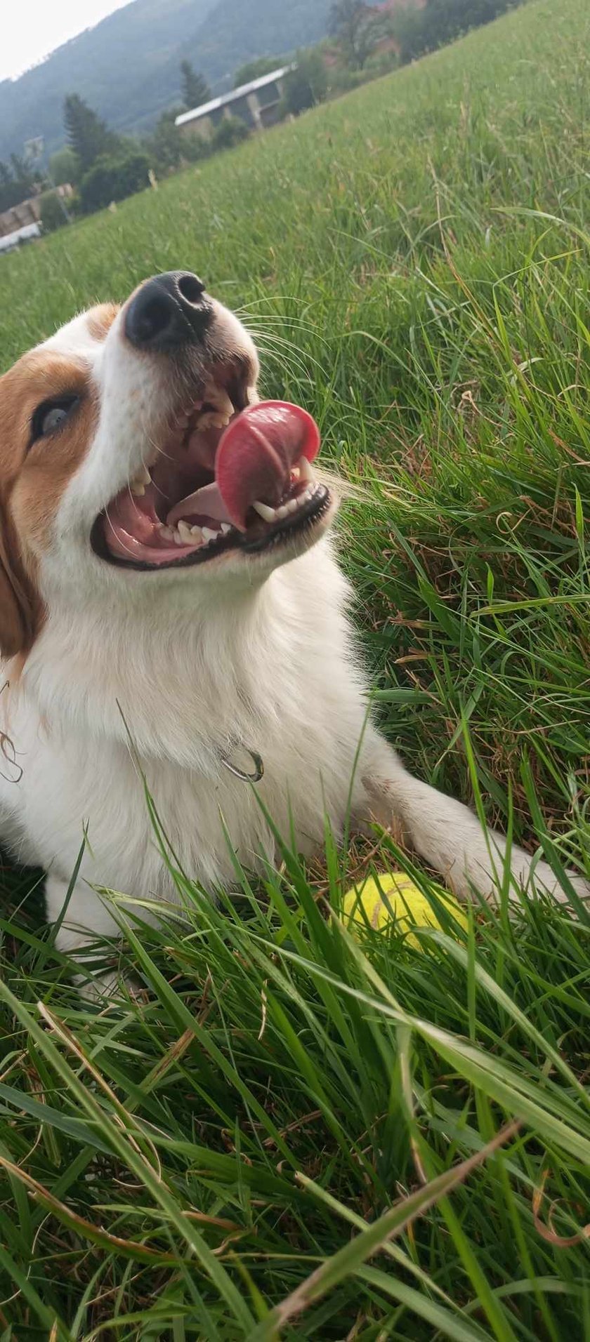 Jest średnim pieskiem mieszanki kooikerhondje , uwielbia bawić się piłeczkami i spędzać aktywnie dzień poza domem , również uwielbia pływanie .