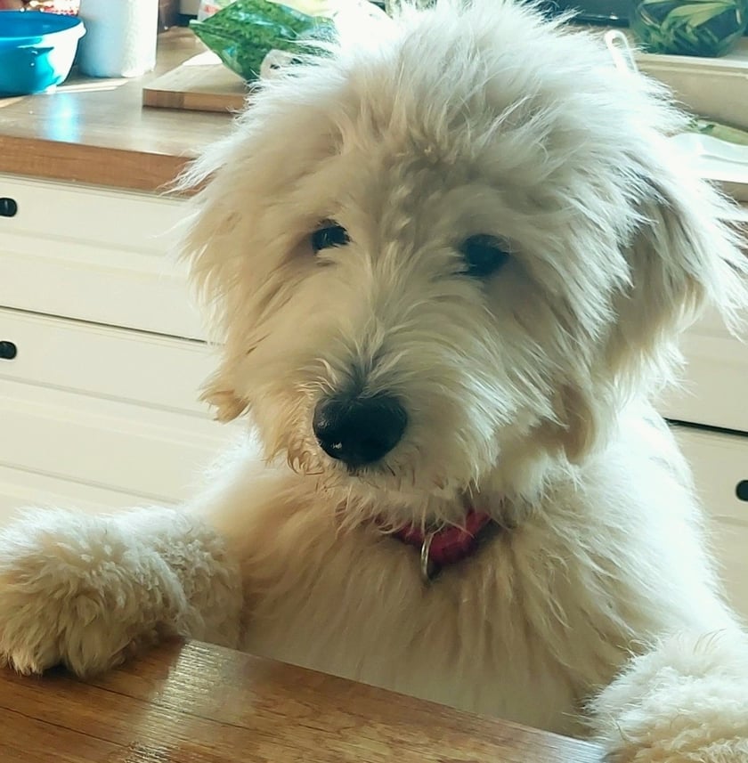 Goldendoodle, mlody szczęśliwy,energiczny piesek,przyjazny dla ludzi.