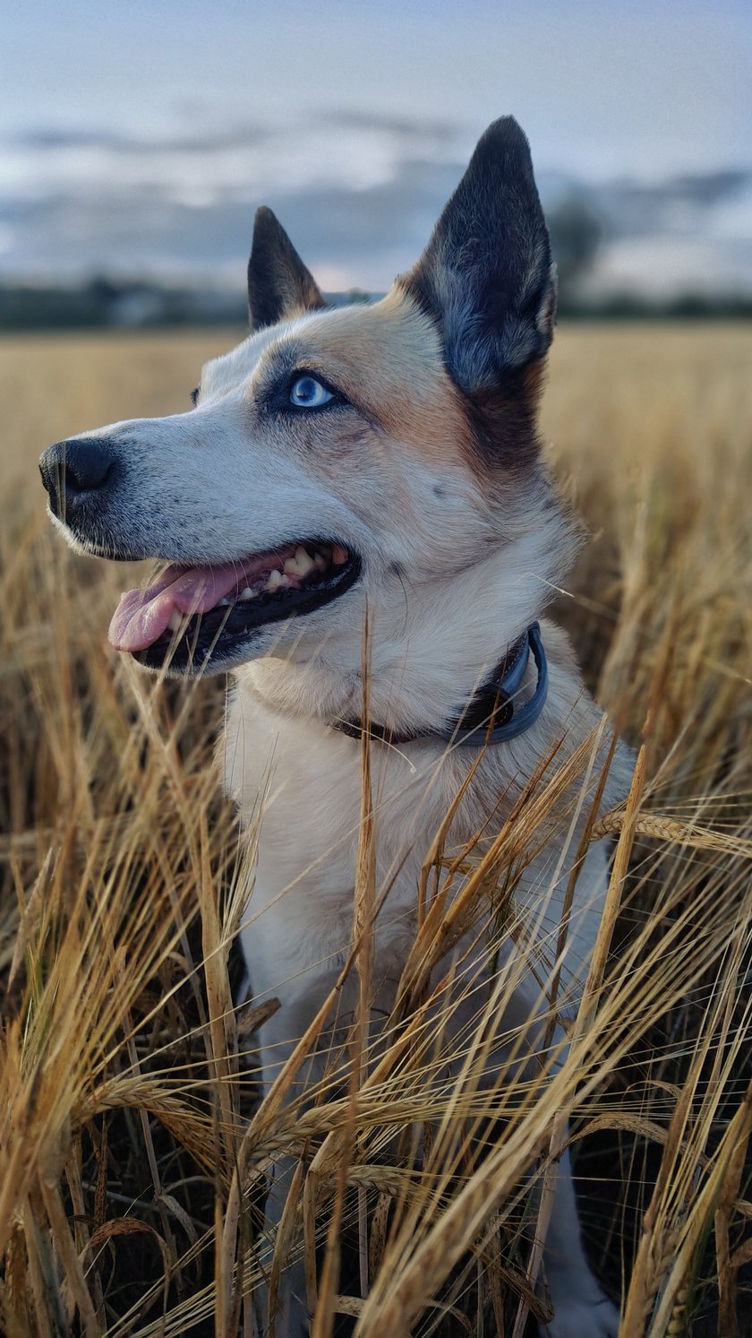 Szalona, niebieskooka psiewczynka, która kocha każdego człowieka i psiaka. Górskie wyprawy, pływanie w jeziorze a morze długie spacery? Aria to najlepsza towarzyszka ❤️