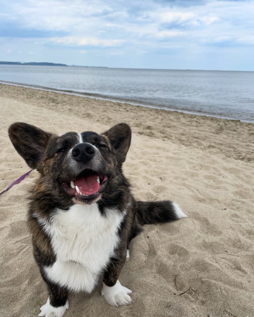 Welsh Corgi Cardigan w wieku roku i dwóch miesięcy.
