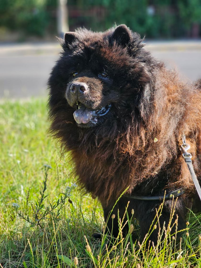 Pies Maks, chow-chow, 13 lat