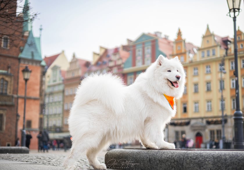Sushi to uroczy Samoyed, znany ze swojego puszystego, śnieżnobiałego futra i zawsze uśmiechniętej twarzy. Dzięki swojej zabawnej i przyjaznej naturze, Sushi uwielbia być w centrum uwagi. Jasne oczy Sushi i radosne usposobienie przynoszą radość każdemu, kogo spotka. 