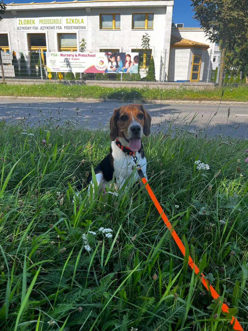 Wspaniały młody beagle. Bardzo zabawny i mądry facet, uwielbia długie spacery, smakołyki i żucie plastikowych butelek)) Zdecydowanie pretendent do pierwszego miejsca!)