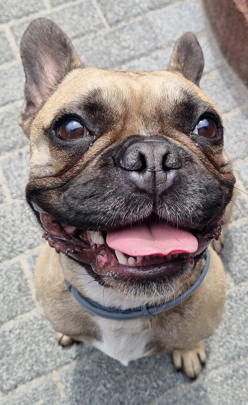Papi to 6 letni buldog francuski, chociaż bardziej francuski piesek, który idzie przez życie jak buldożer :) kocha swoich ludzi całym sercem, chociaż najbardziej to jednak Babcię, aczkolwiek za smaczki oddałby rodzoną matkę i dopłacił :) Zabawki zużywa w tempie ekspresowym, nawet te w teorii niezniszczalne, a noce przesypia snem sprawiedliwego rozpychając się w łóżku, najlepiej w świeżo wypranej pościeli. Papi jest uosobieniem pieskiego życia!