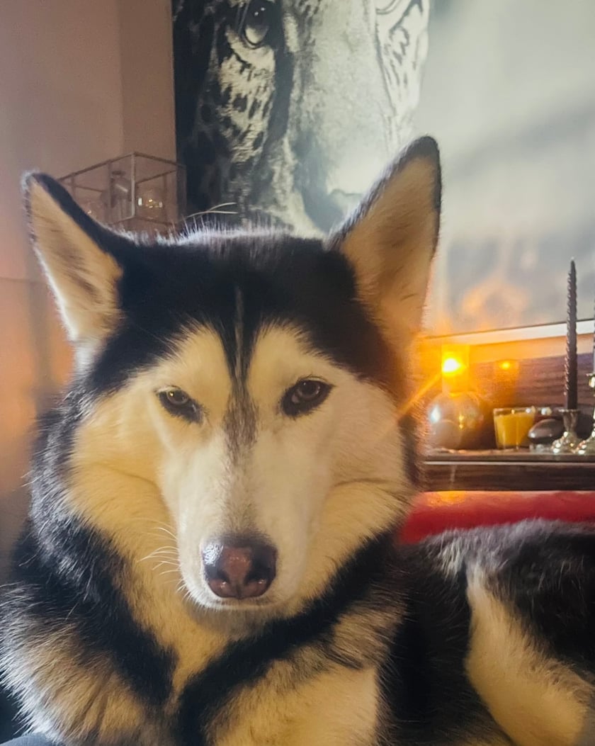 4 letnia Curie - to niesamowita panna husky, która sprawia, że świat jest lepszy, a ja, mimo kłopotów uśmiecham się każdego dnia. Ten Syberyjski wilk, uczy mnie spokoju i pokory do życia. Przy niej liczy się tylko nasza więź i niesamowita relacja. Dzięki niej zapominam o chorobach, czy niepowodzeniach. Jest dla mnie bliskim przyjacielem i współtowarzyszem codzienności. Kocham ją i czuję, że również jestem dla niej bliska i ważna, a to bezcenne szczęście, które szanuje i doceniam. To mój kolejny adoptowany psiak, który znalazł ze mną szczęśliwy dom.
