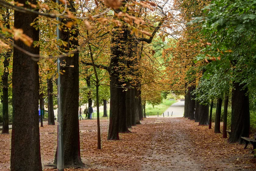 Pierwsze oznaki jesieni 2024 we Wrocławiu