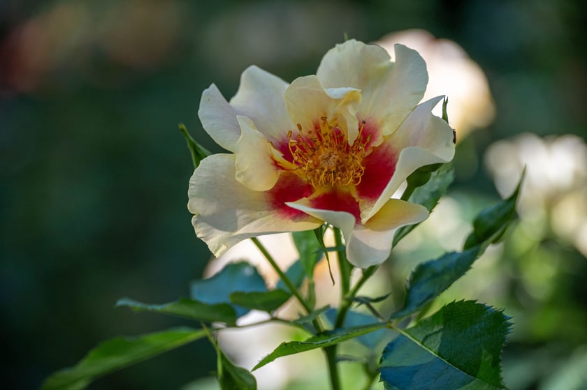 Ogr&oacute;d Botaniczny we wrześniu&nbsp;