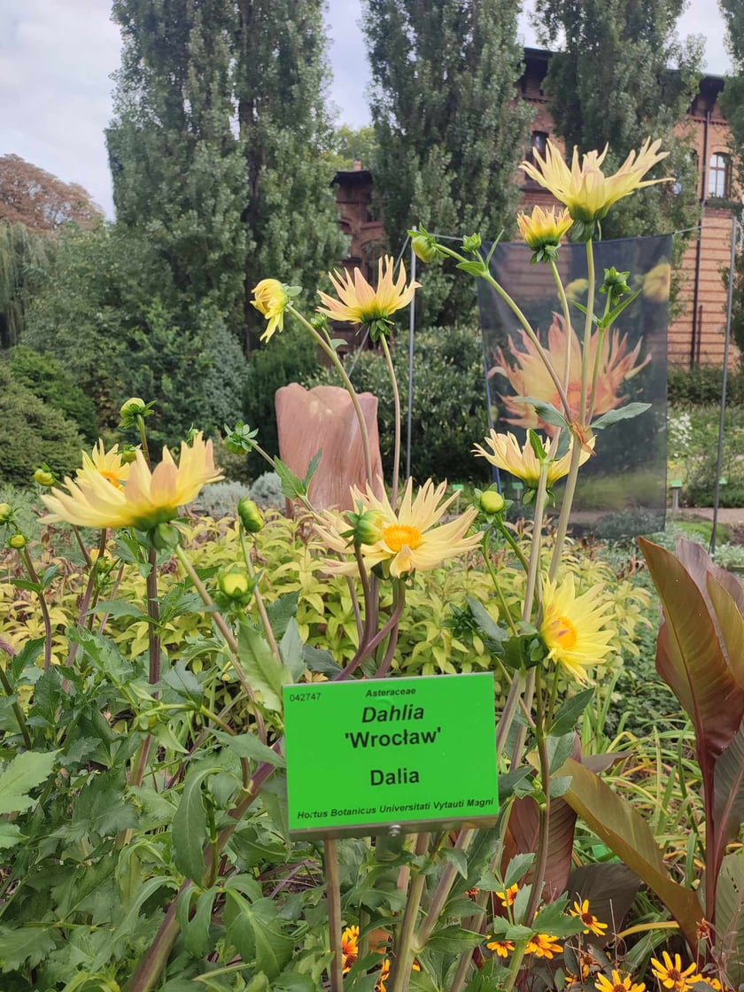 Ogr&oacute;d Botaniczny we wrześniu. Dalia "Wrocław"&nbsp;