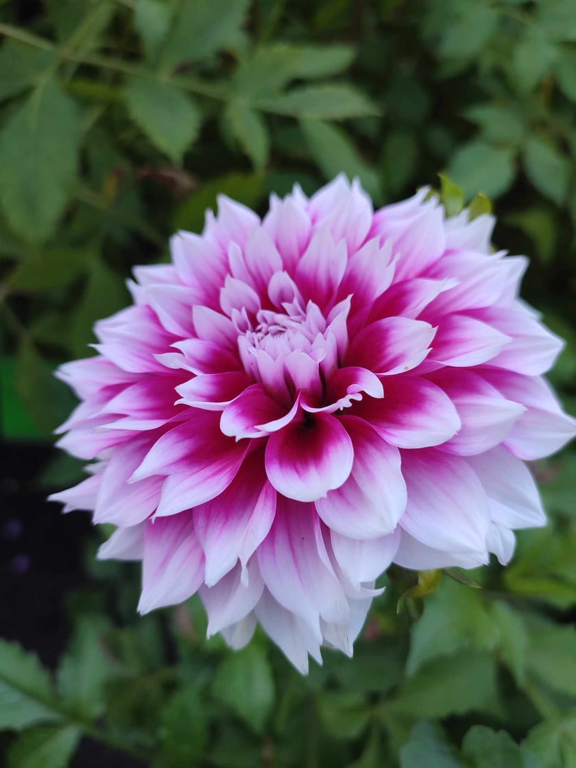 Ogr&oacute;d Botaniczny we wrześniu. Dalia