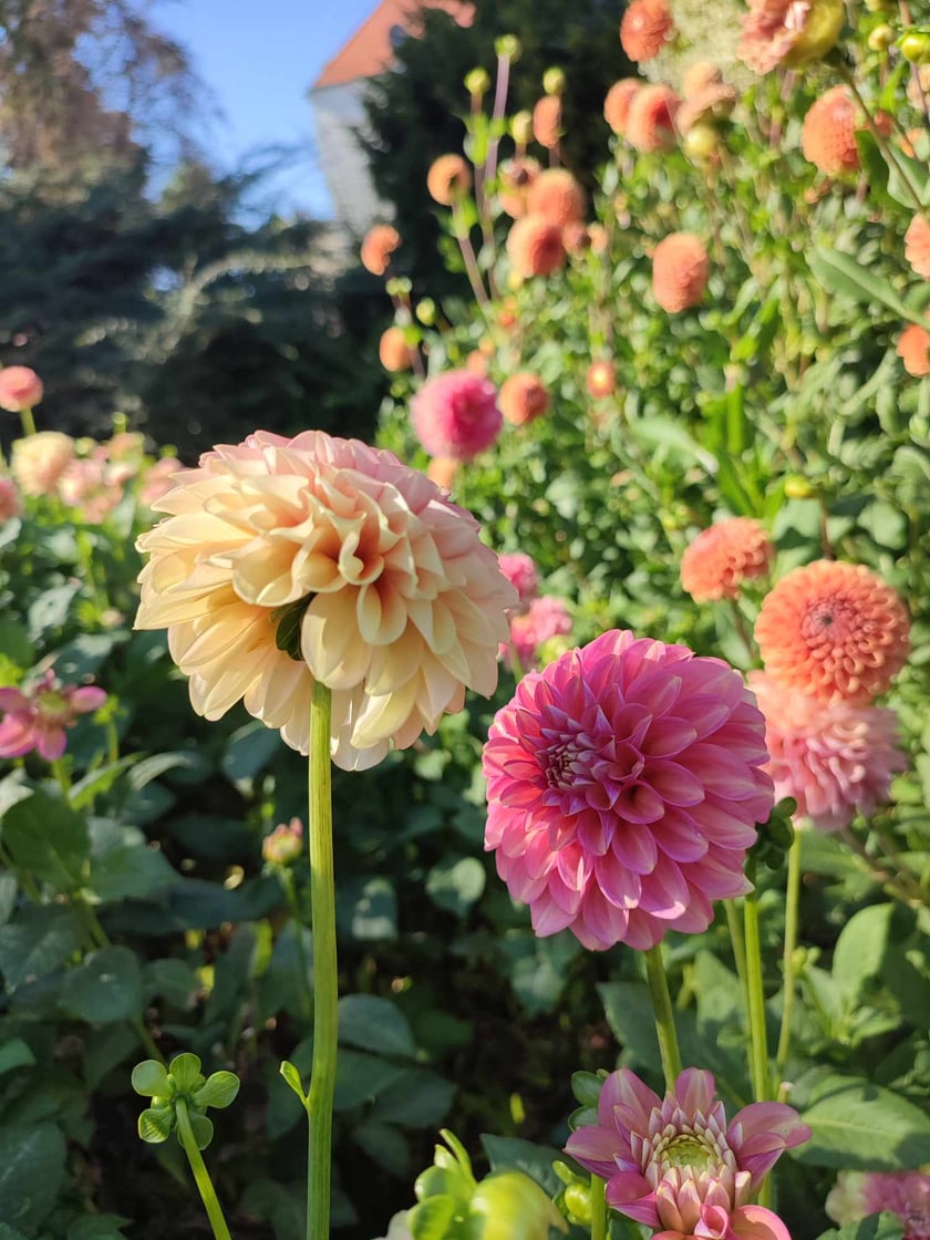 Ogr&oacute;d Botaniczny we wrześniu. Dalie