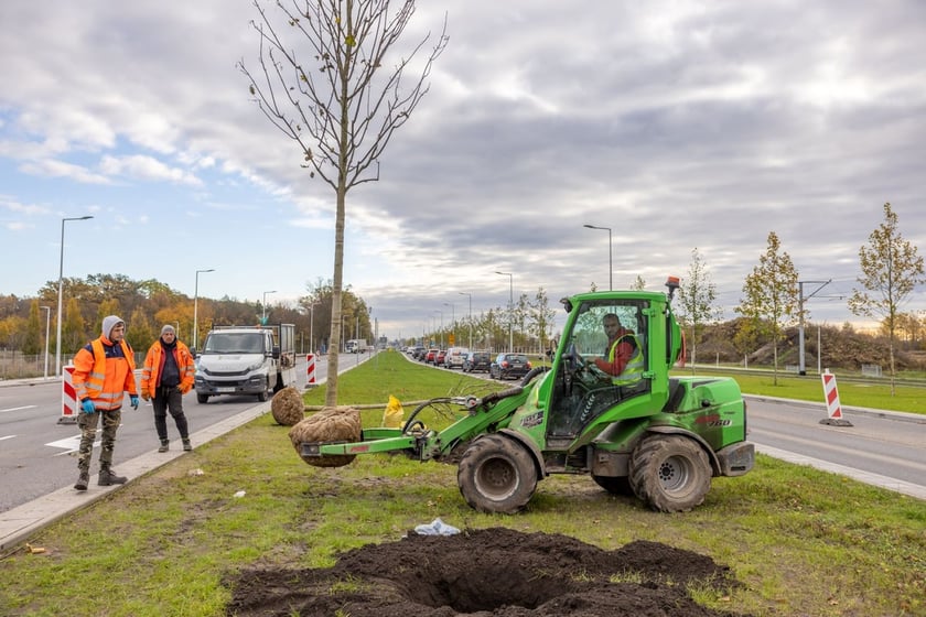 Sadzenie dużych drzew na ul. Kosmonautów w listopadzie 2023 roku. Miały one ponad 30 cm obwodu, podobnie jak te, które będą sadzone niebawem