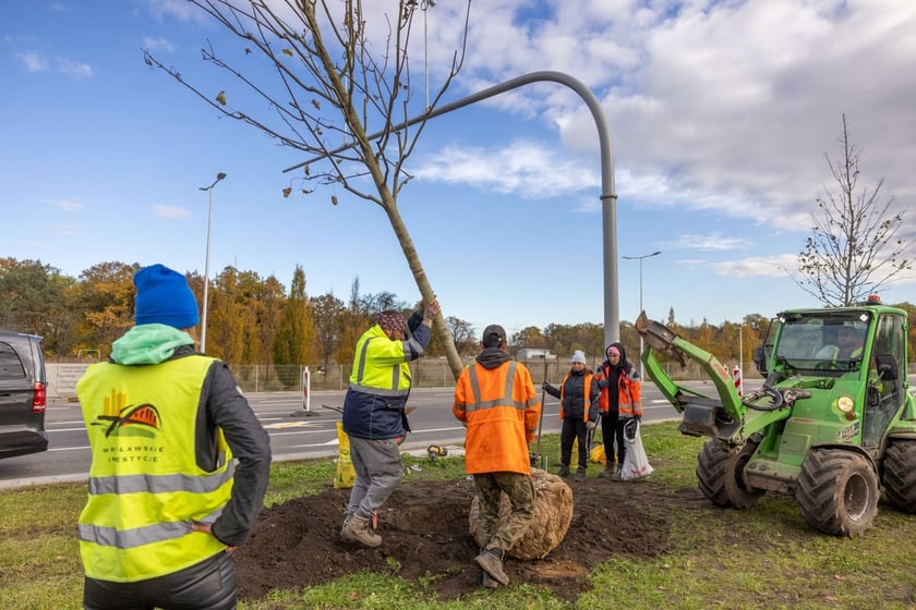 Sadzenie dużych drzew na ul. Kosmonautów w listopadzie 2023 roku. Miały one ponad 30 cm obwodu, podobnie jak te, które będą sadzone niebawem