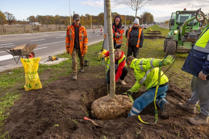 Sadzenie dużych drzew na ul. Kosmonautów w listopadzie 2023 roku. Miały one ponad 30 cm obwodu, podobnie jak te, które będą sadzone niebawem