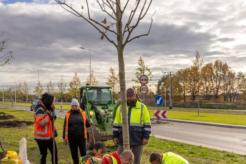 Sadzenie dużych drzew na ul. Kosmonautów w listopadzie 2023 roku. Miały one ponad 30 cm obwodu, podobnie jak te, które będą sadzone niebawem