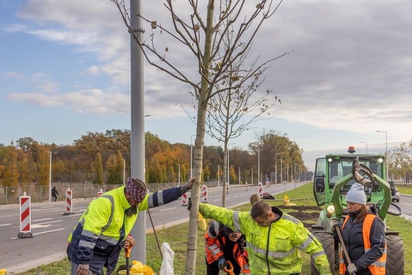 Sadzenie dużych drzew na ul. Kosmonautów w listopadzie 2023 roku. Miały one ponad 30 cm obwodu, podobnie jak te, które będą sadzone niebawem