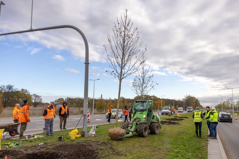 Sadzenie dużych drzew na ul. Kosmonautów w listopadzie 2023 roku. Miały one ponad 30 cm obwodu, podobnie jak te, które będą sadzone niebawem