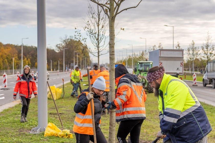 Sadzenie dużych drzew na ul. Kosmonautów w listopadzie 2023 roku. Miały one ponad 30 cm obwodu, podobnie jak te, które będą sadzone niebawem
