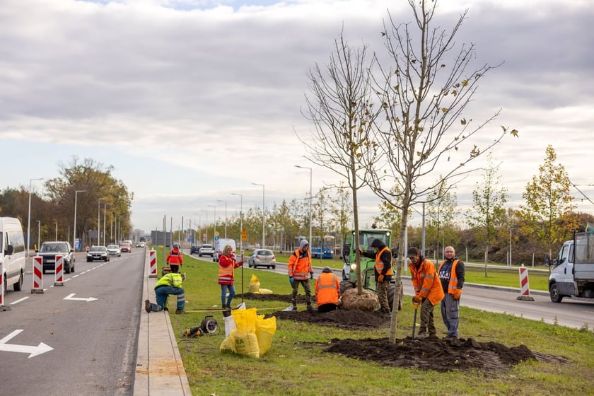 Sadzenie dużych drzew na ul. Kosmonautów w listopadzie 2023 roku. Miały one ponad 30 cm obwodu, podobnie jak te, które będą sadzone niebawem