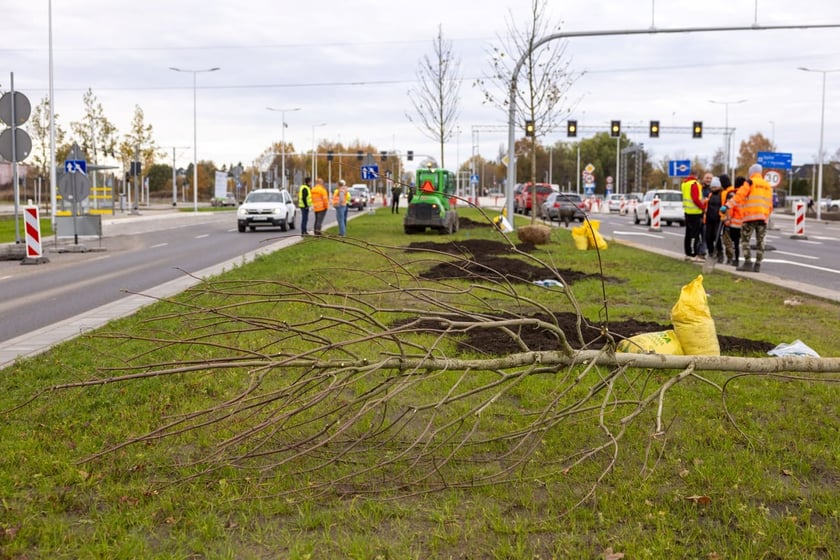 Sadzenie dużych drzew na ul. Kosmonautów w listopadzie 2023 roku. Miały one ponad 30 cm obwodu, podobnie jak te, które będą sadzone niebawem