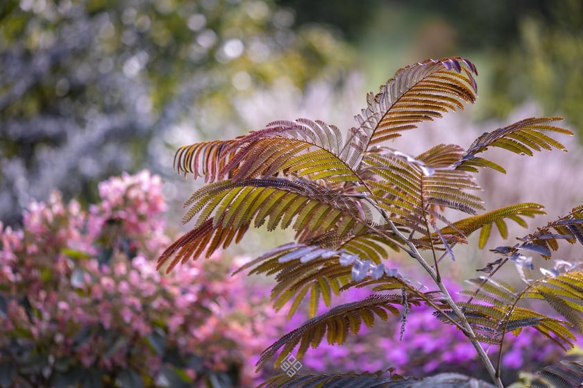 Trawy i kwiaty w Arboretum Wojsławice&nbsp;