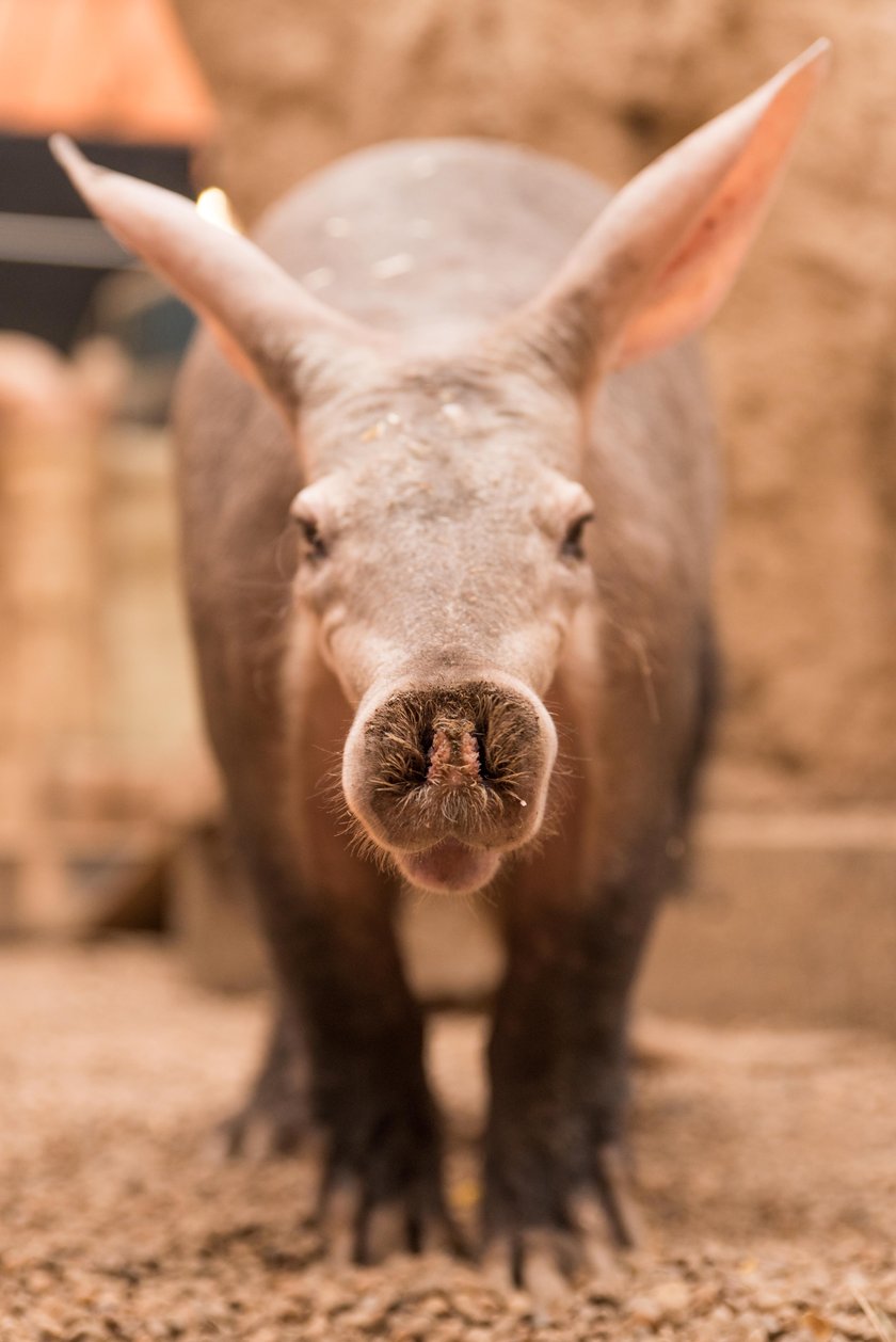 Mrównik z wrocławskiego zoo, samiczka