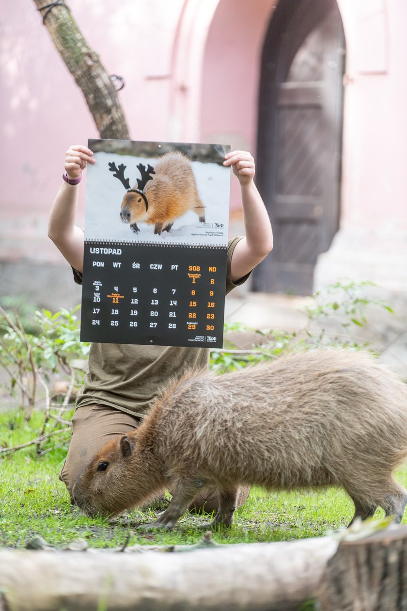 Pracownicy zoo z kalendarzem