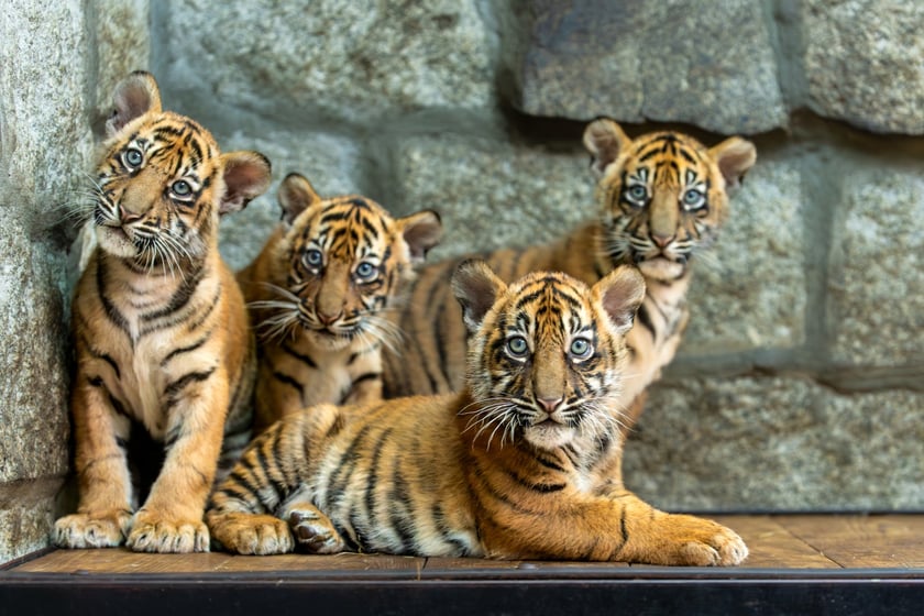 Czworaczki z wrocławskiego zoo - małe tygrysy sumatrzańskie