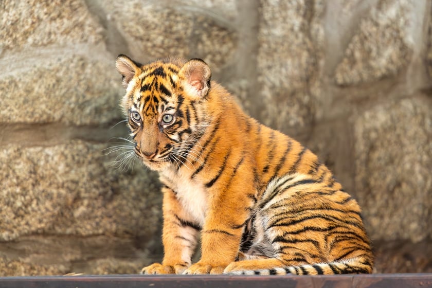 Czworaczki z wrocławskiego zoo - małe tygrysy sumatrzańskie