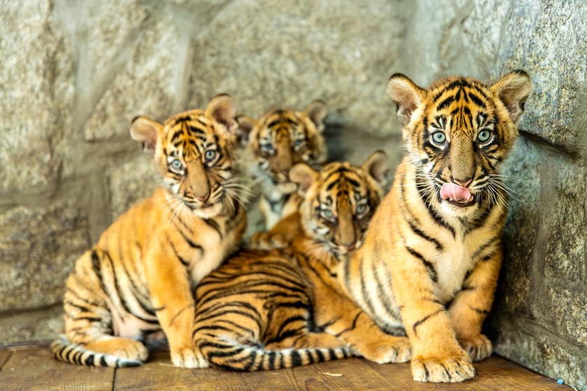 Czworaczki z wrocławskiego zoo - małe tygrysy sumatrzańskie