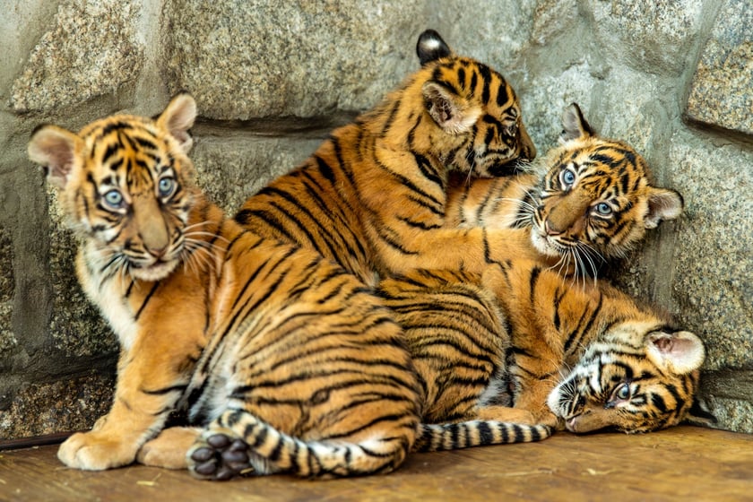 Czworaczki z wrocławskiego zoo - małe tygrysy sumatrzańskie