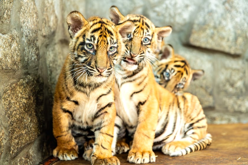 Czworaczki z wrocławskiego zoo - małe tygrysy sumatrzańskie