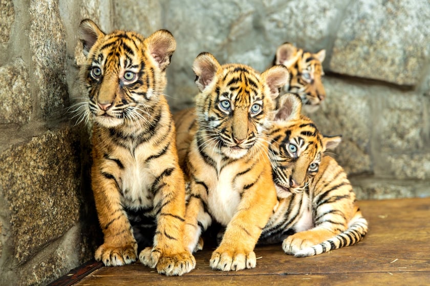 Czworaczki z wrocławskiego zoo - małe tygrysy sumatrzańskie