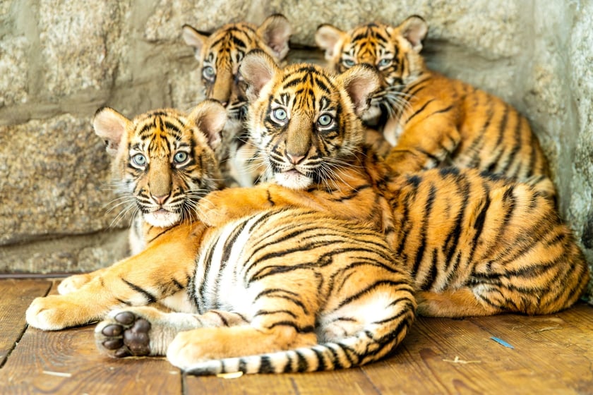 Czworaczki z wrocławskiego zoo - małe tygrysy sumatrzańskie