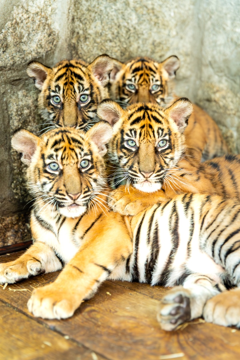Czworaczki z wrocławskiego zoo - małe tygrysy sumatrzańskie