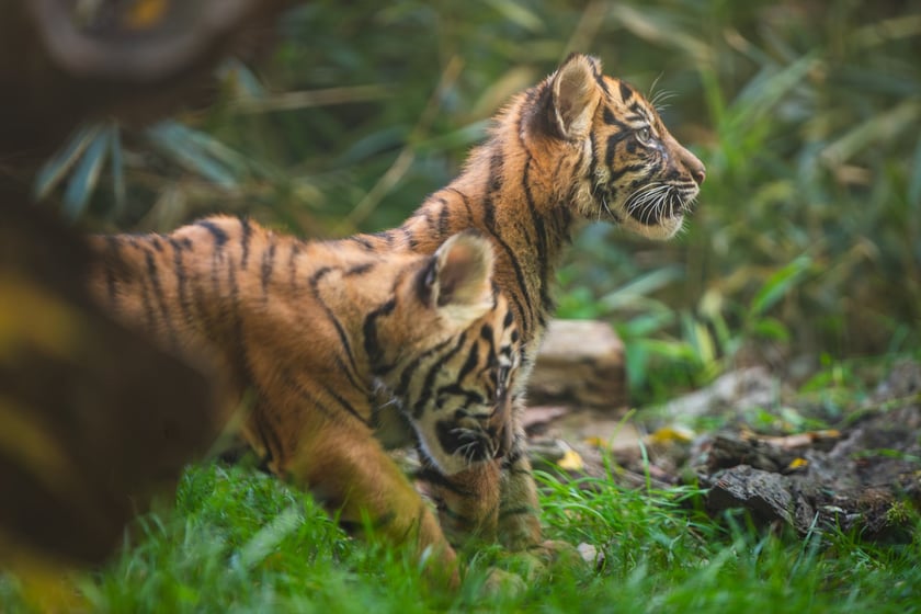 Czworaczki z wrocławskiego zoo - małe tygrysy sumatrzańskie
