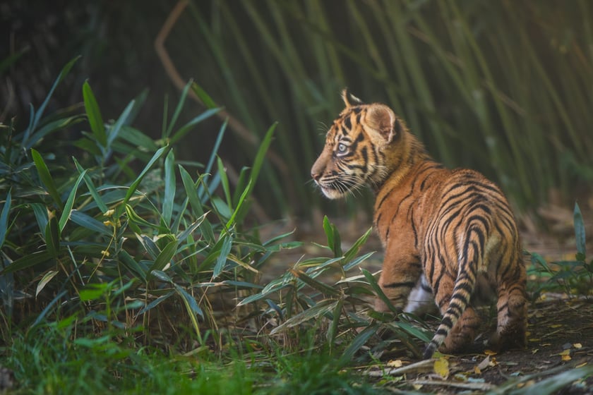 Czworaczki z wrocławskiego zoo - małe tygrysy sumatrzańskie