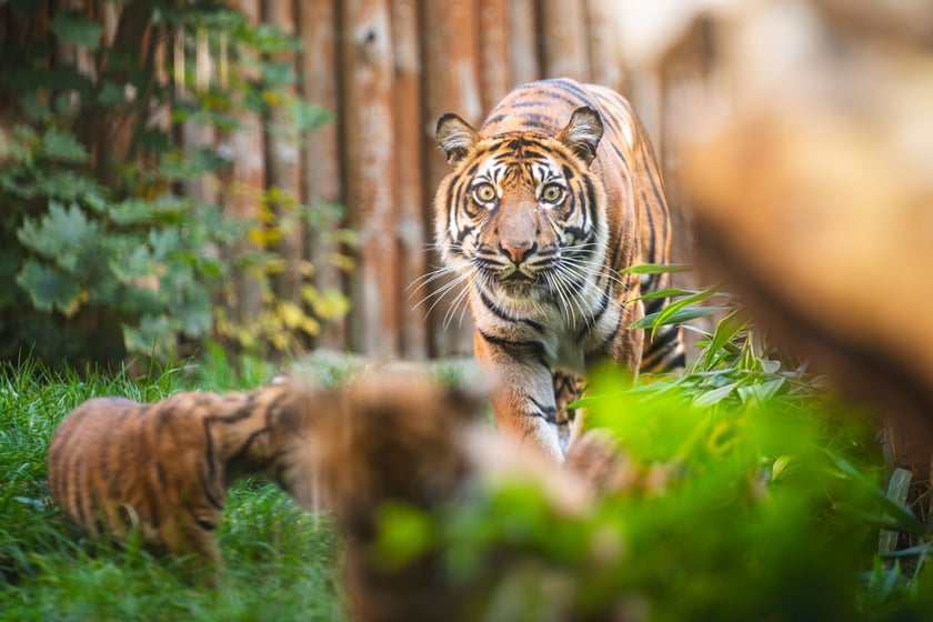Czworaczki z wrocławskiego zoo - małe tygrysy sumatrzańskie