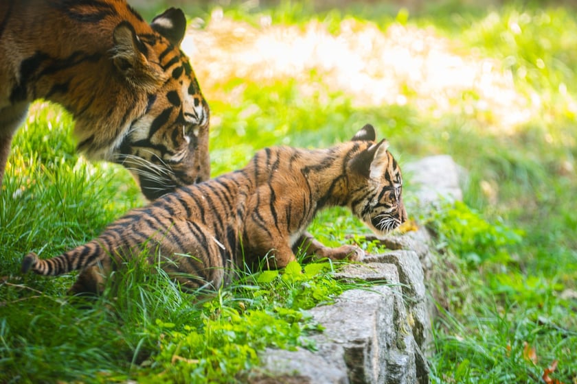 Czworaczki z wrocławskiego zoo - małe tygrysy sumatrzańskie