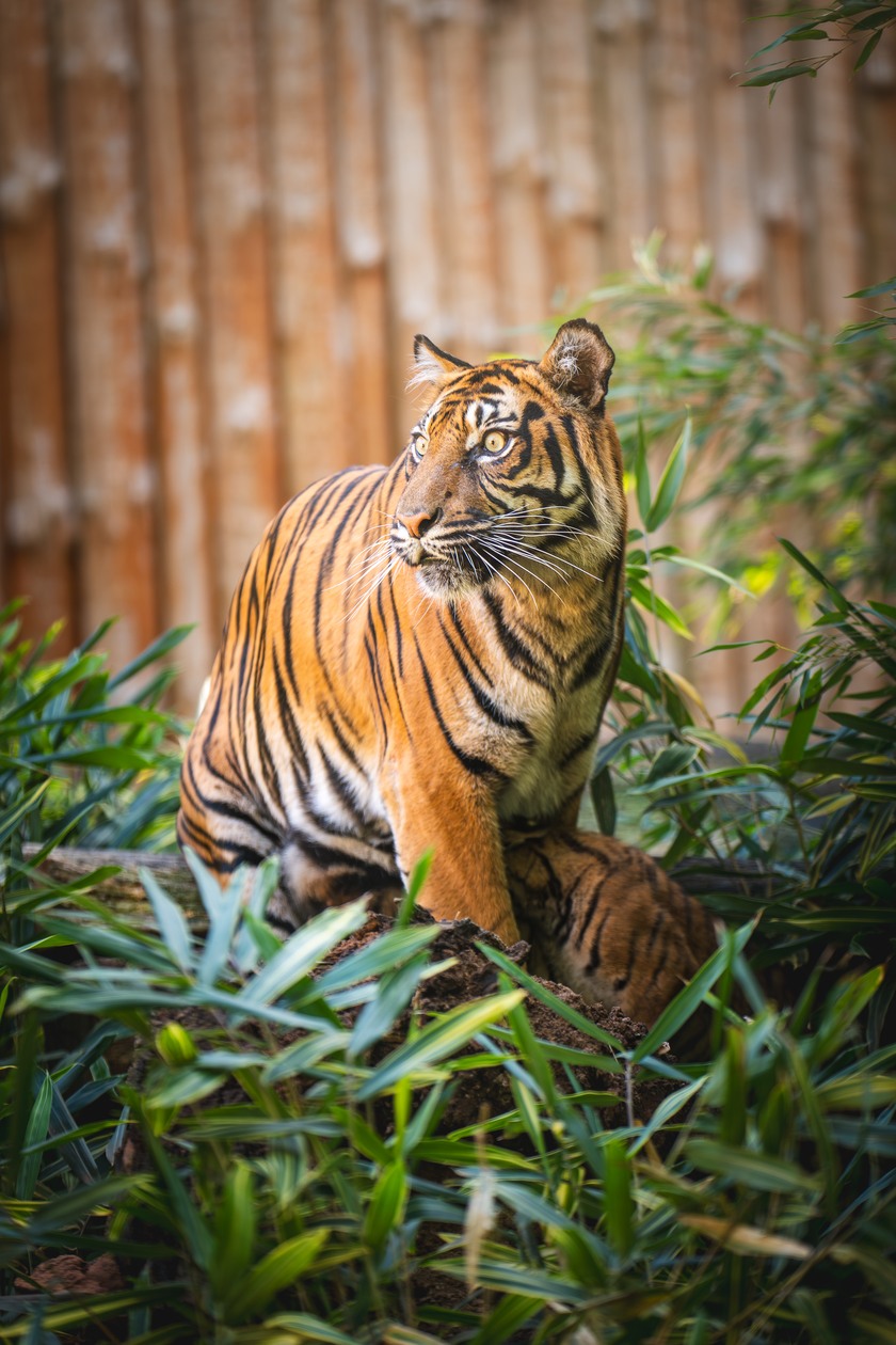 Czworaczki z wrocławskiego zoo - małe tygrysy sumatrzańskie